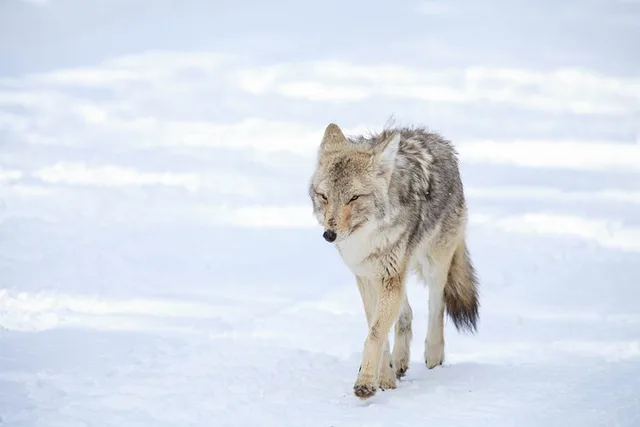 Bozeman Yellowstone Winter Wildlife Safari - Image 4