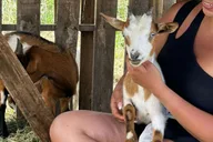 Big Island Baby Goat Experience thumbnail 1