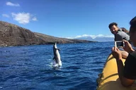 Lanai Dolphin Adventure and Snorkeling Tour thumbnail 1