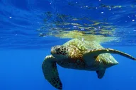 Waikiki Snorkel Adventure at Turtle Canyon thumbnail 3