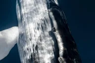 Waikoloa Whale Watching Tour thumbnail 2