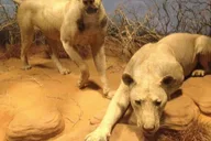 Chicago Field Museum Digital Tour thumbnail 2