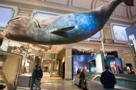 Washington DC Museum of Natural History Private Tour thumbnail 3