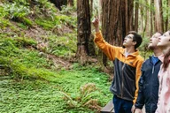 San Francisco Muir Woods and Sausalito Bay Cruise thumbnail 5