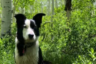 Park City Scenic Mountain Hike thumbnail 5
