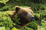 Hoonah Chichagof Island Brown Bear Search 3 hr thumbnail 1
