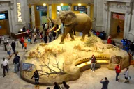 Washington DC Museum of Natural History Private Tour thumbnail 6