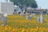 Galveston Old City Cemetery Walking Tour thumbnail 5
