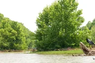 Nashville Old Hickory Lake Clear Kayak Wildlife Tour 2.5 hr thumbnail 4