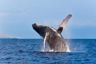 Kailua-Kona Whale Watching Raft Adventure thumbnail 2