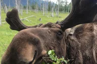 Girdwood Bears, Trains & Icebergs Tour thumbnail 4