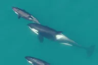 Hoonah Whale Watching and Drone Experience thumbnail 3