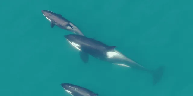 Hoonah Whale Watching and Drone Experience - Image 3