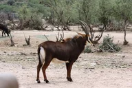 Camp Verde Wildlife Park Admission thumbnail 4