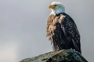 Sitka Wildlife Adventure thumbnail 6