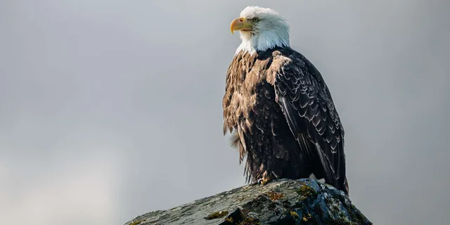 Sitka Wildlife Adventure - Image 6