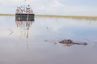 Miami Tour: Cruise, Everglades & Double Decker thumbnail 4