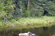 Fairbanks Chena River Rafting Tour thumbnail 2