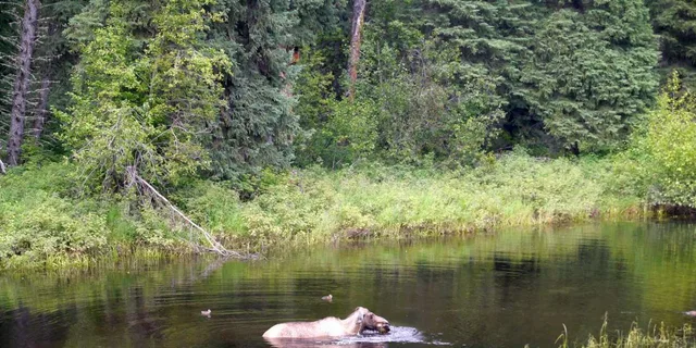 Fairbanks Chena River Rafting Tour - Image 2