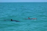 Miami Key West Dolphin Discovery and Snorkeling thumbnail 3