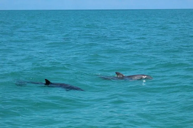 Miami Key West Dolphin Discovery and Snorkeling - Image 3