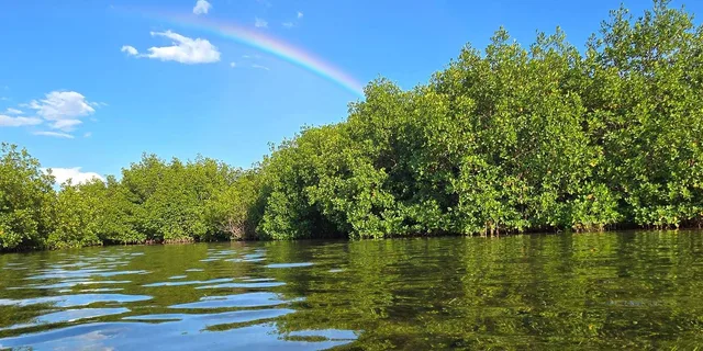 Key West Kayak or Paddleboard Rental 2 hr - Image 3