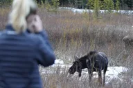Jackson Wildlife Safari Full Day thumbnail 4