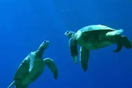 Maui Kayak and Snorkel Tour in Makena Bay thumbnail 6