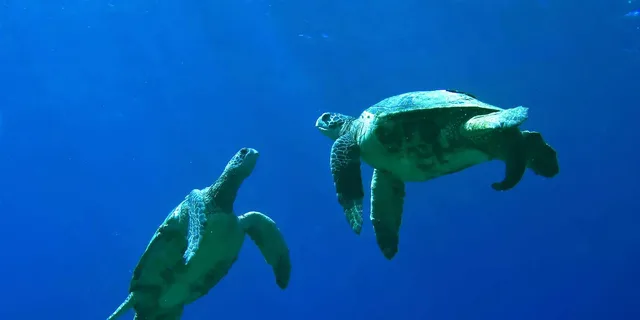 Maui Kayak and Snorkel Tour in Makena Bay - Image 6