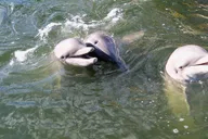 Savannah Dolphin Tour in the Marsh thumbnail 2