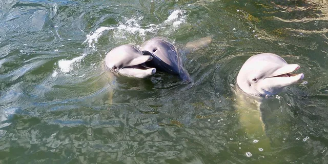 Savannah Dolphin Tour in the Marsh - Image 2