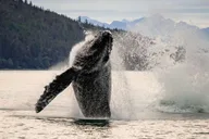 Juneau Mendenhall Glacier Whale Watching Tour thumbnail 1