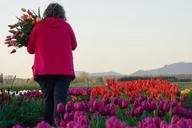 Seattle Tulip Festival Day Tour thumbnail 3