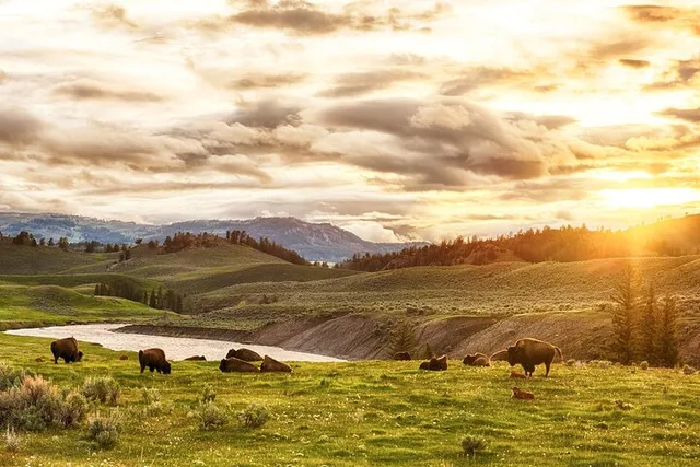 Jackson Hole Yellowstone National Park Tour - Image 2