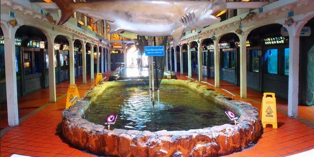 Key West Aquarium Tour - Image 4