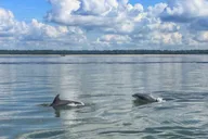 Hilton Head Creek Cat Tour thumbnail 2