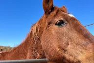 Grand Canyon ATV and Horseback Riding Tour thumbnail 5
