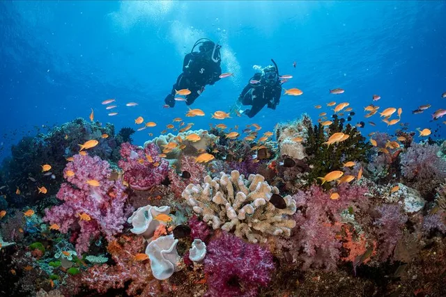 Waikiki Wreck and Reef Dive - Image 2