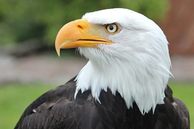Sitka Scenic Tour - Image 2