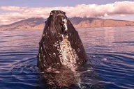 Lahaina Whale Watching Tour at Sunrise 2 hr thumbnail 6