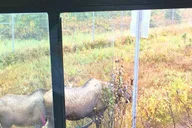 Anchorage Trolley Tour 1 hr thumbnail 2