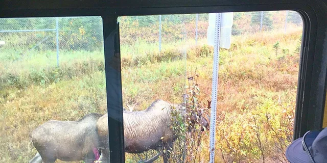 Anchorage Trolley Tour 1 hr - Image 2