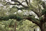 New Orleans Beyond the French Quarter Tour thumbnail 3