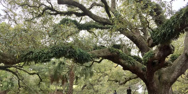 New Orleans Beyond the French Quarter Tour - Image 3