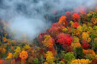 Pigeon Forge Trees of Many Colors Tour thumbnail 2