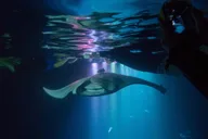 Kona Manta Ray Night Snorkel Tour 90 Min thumbnail 2