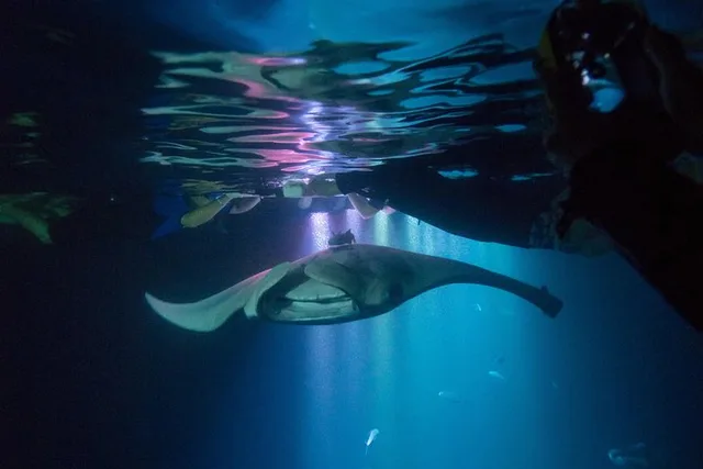 Kona Manta Ray Night Snorkel Tour 90 Min - Image 2