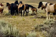 Cody Wild Mustang Tour in Red Canyon thumbnail 1