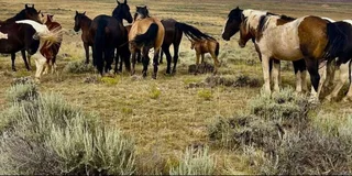 Cody Wild Mustang Tour in Red Canyon