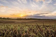 Maui Pineapple Farm and Feast Experience thumbnail 1